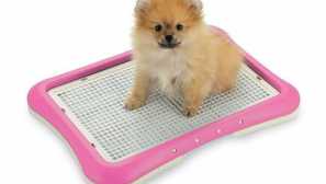 Ako naučiť Spitz na plienku: hlavné vlastnosti a pravidlá